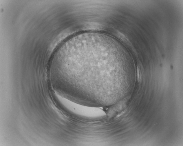 X0000052570204200507292015