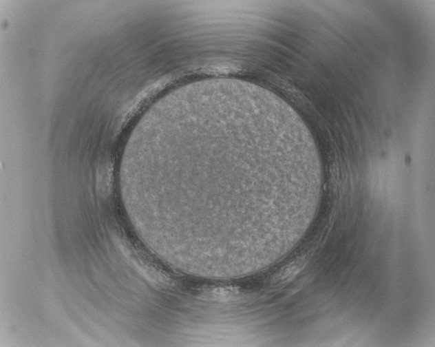 X0000052570304200507292013