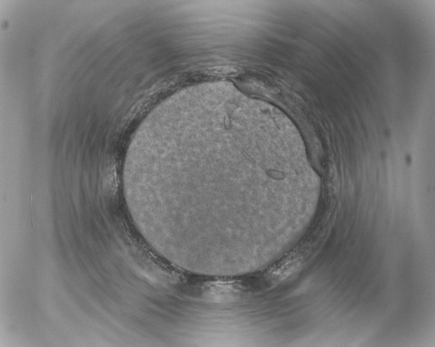 X0000052570320200507292013