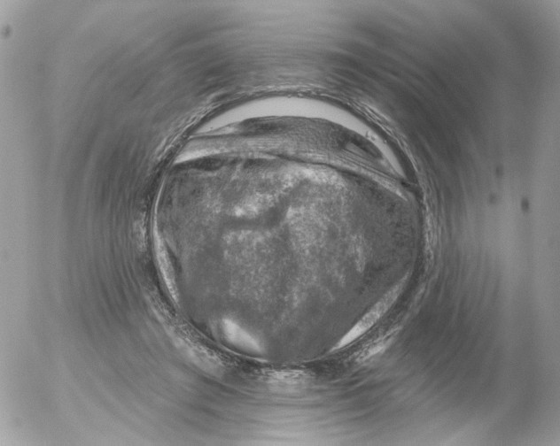 X0000052570401200507292011