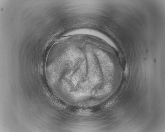 X0000052570403200507292011