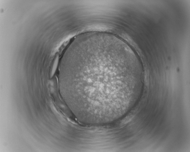 X0000052570434200507292010