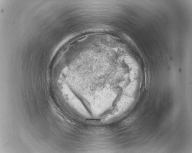 X0000052570435200507292010