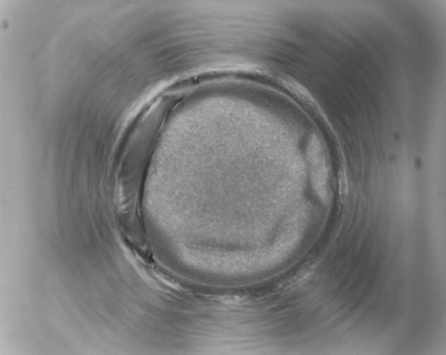 X0000052570436200507292010