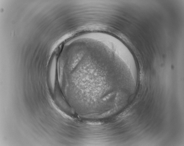 X0000052570438200507292010