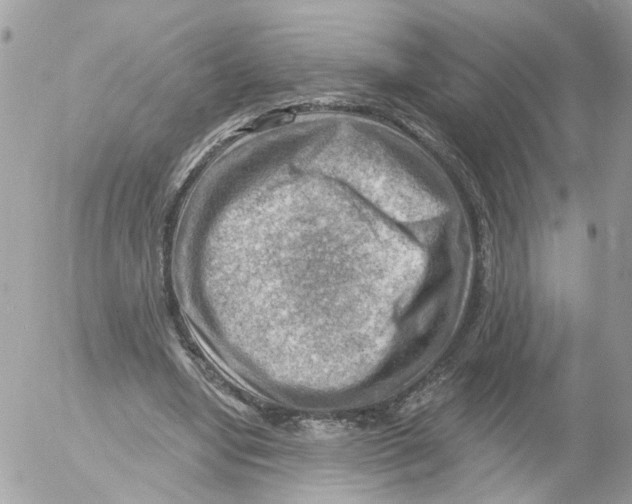 X0000052570442200507292010