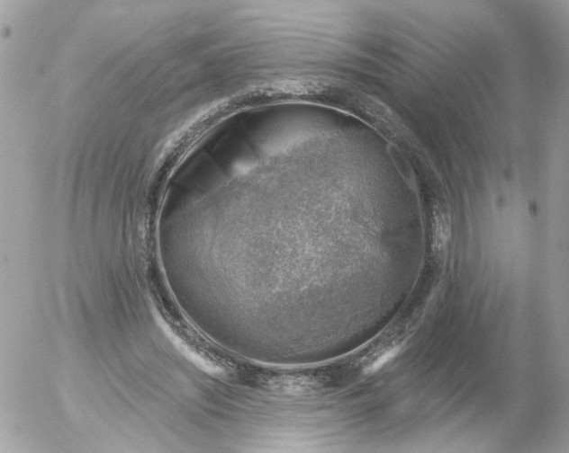 X0000052570444200507292010