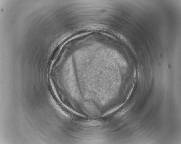 X0000052570445200507292010