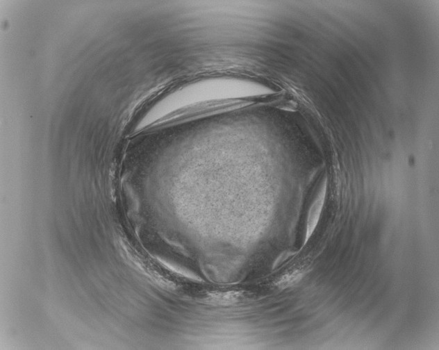 X0000052570450200507292010