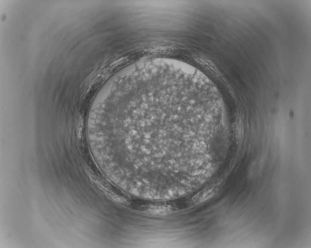 X0000052570458200507292011