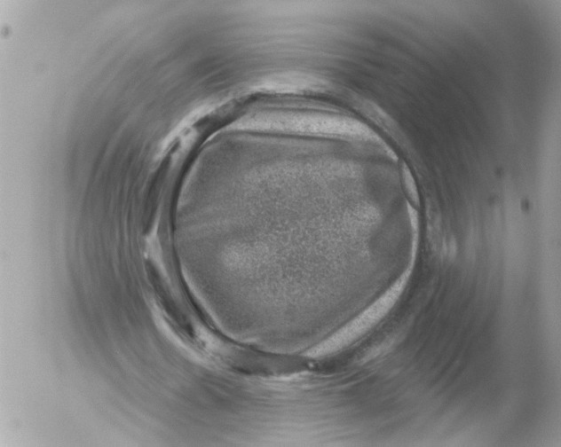 X0000052570530200507292009