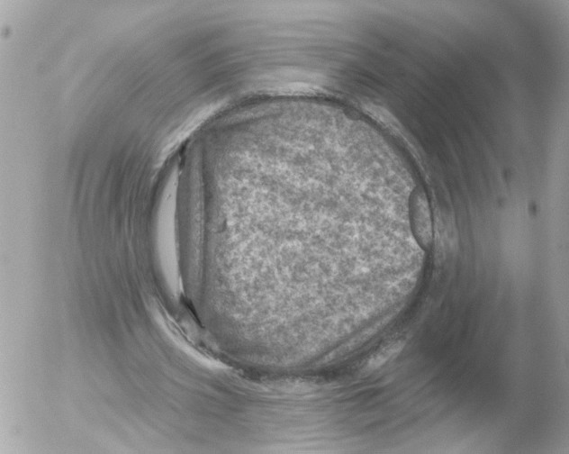 X0000052570533200507292009