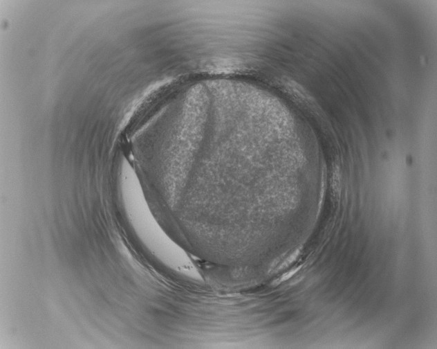 X0000052570540200507292009