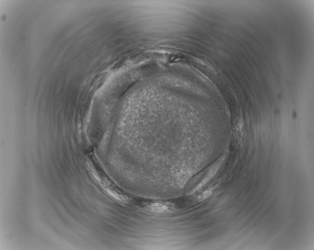 X0000052570566200507292009