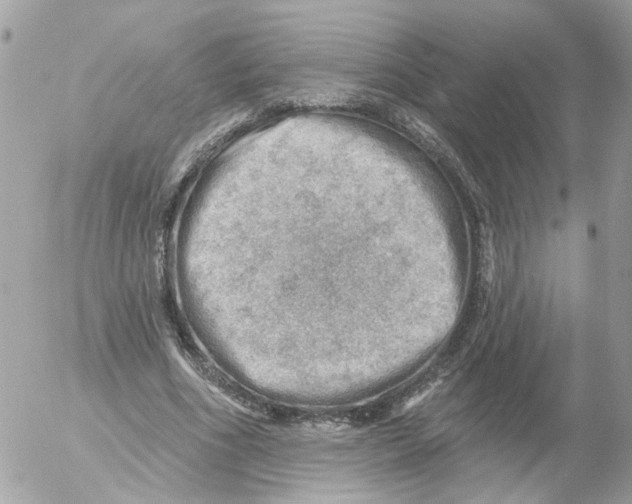 X0000052570586200507292008