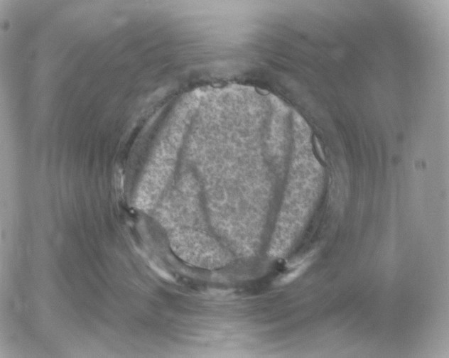 X0000052570624200507292008