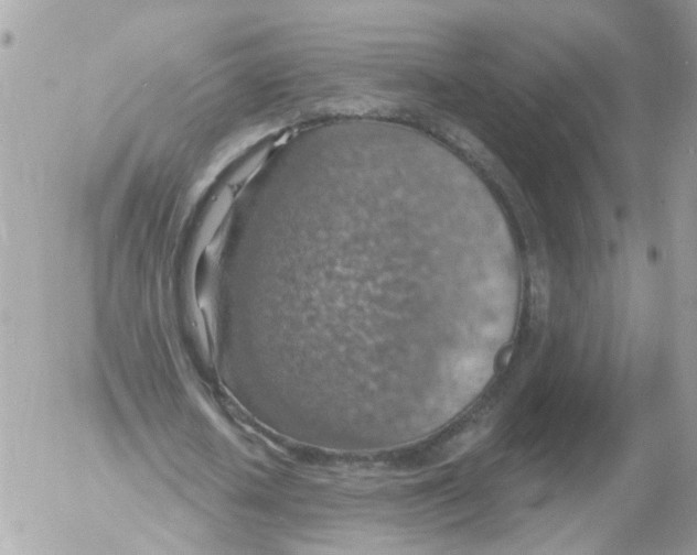 X0000052570626200507292007