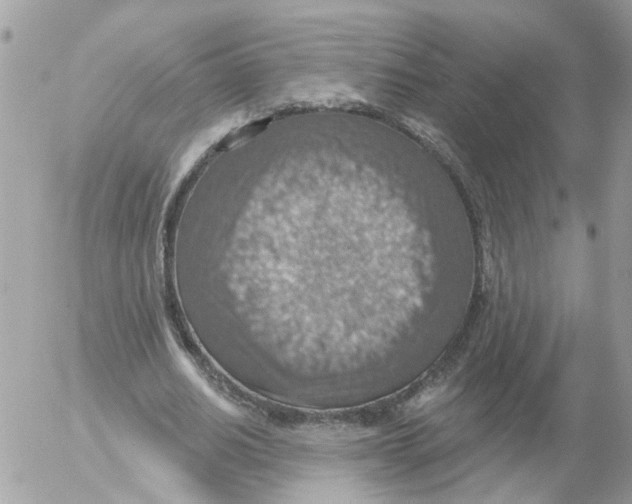 X0000052570630200507292007