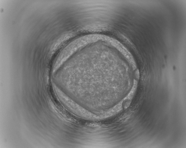 X0000052570635200507292007