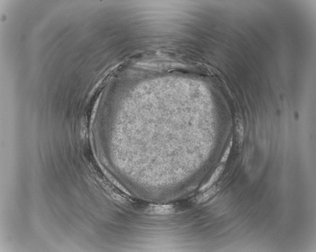 X0000052570665200507292008