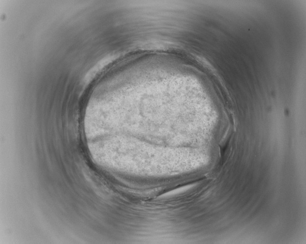 X0000052570675200507292007