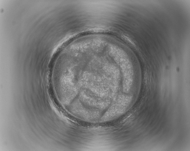 X0000052570730200507292006