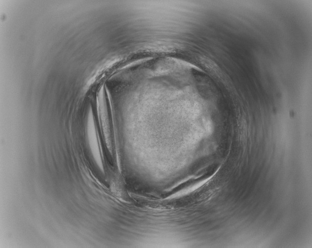 X0000052570731200507292006