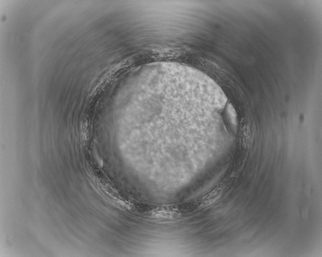 X0000052570756200507292006