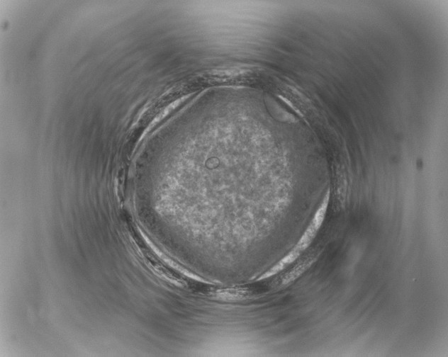 X0000052570758200507292006