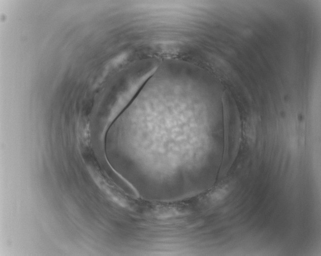 X0000052570818200507292004