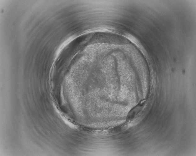 X0000052570858200507292004