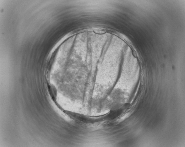 X0000052570859200507292004