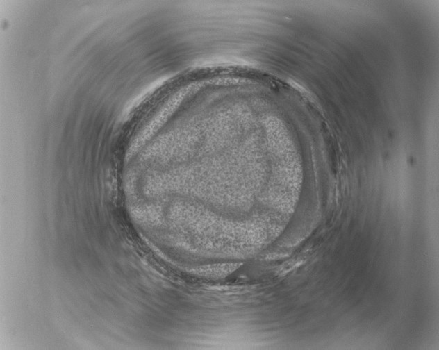 X0000052570872200507292004