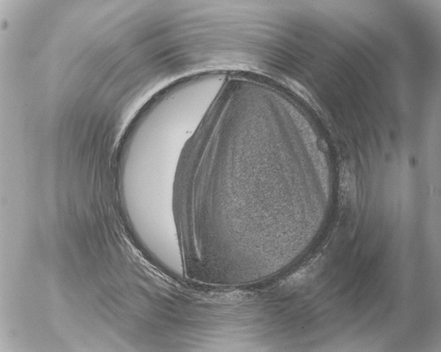 X0000052570926200507292002