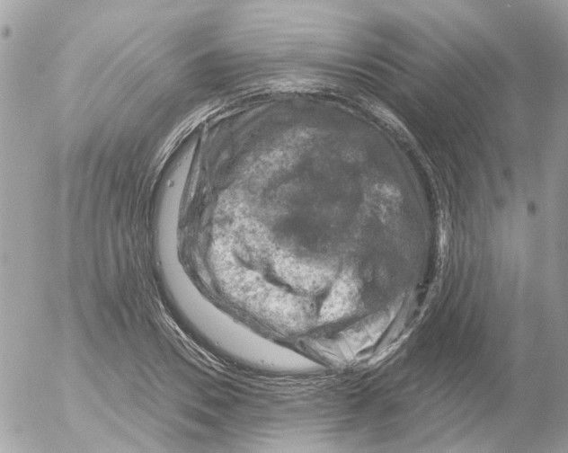 X0000052570930200507292002