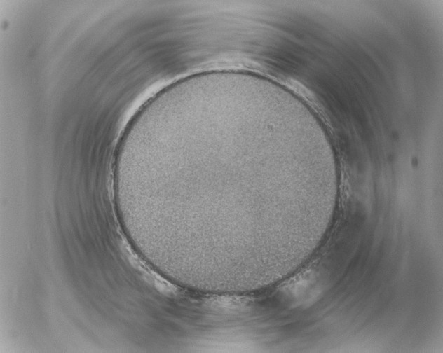 X0000052570950200507292003