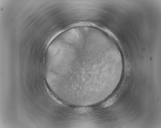 X0000052570953200507292003