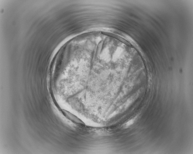 X0000052570955200507292003