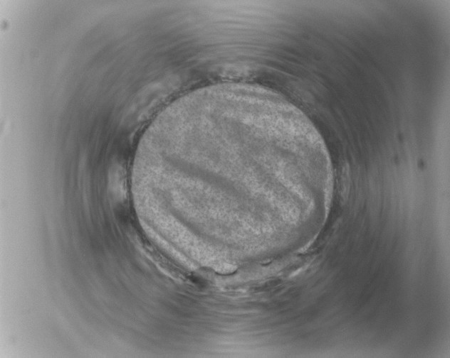 X0000052570962200507292002