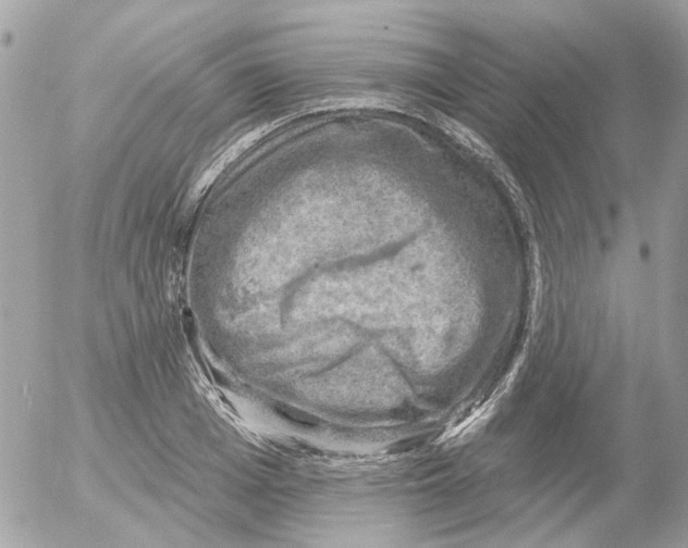 X0000052570985200507292002