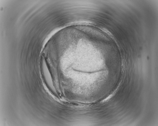 X0000052570989200507292002