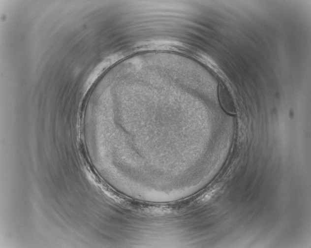 X0000052570994200507292002