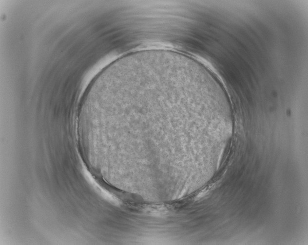 X0000052571003200507292001