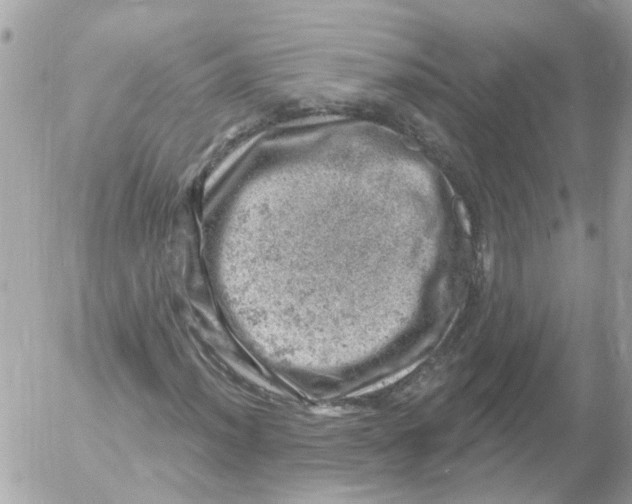 X0000052571012200507292001