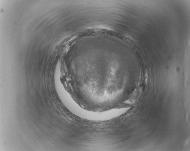 X0000052571014200507292001