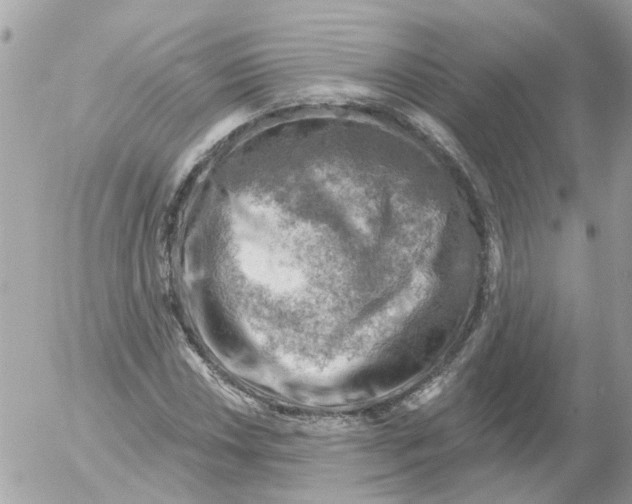 X0000052571018200507292001