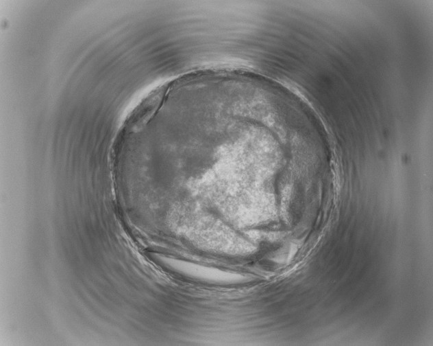 X0000052571022200507292001