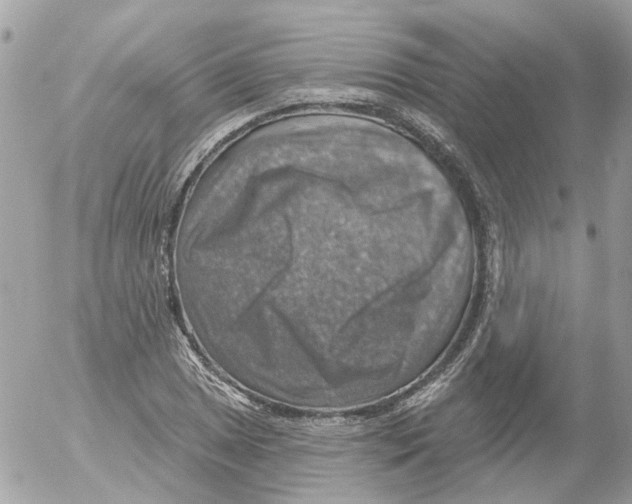 X0000052571025200507292001