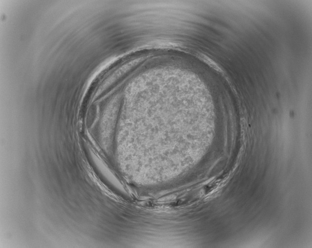 X0000052571029200507292001