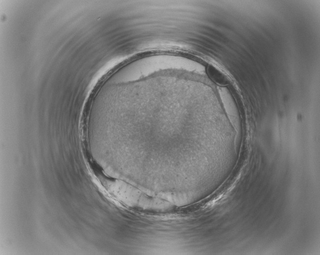 X0000052571037200507292001